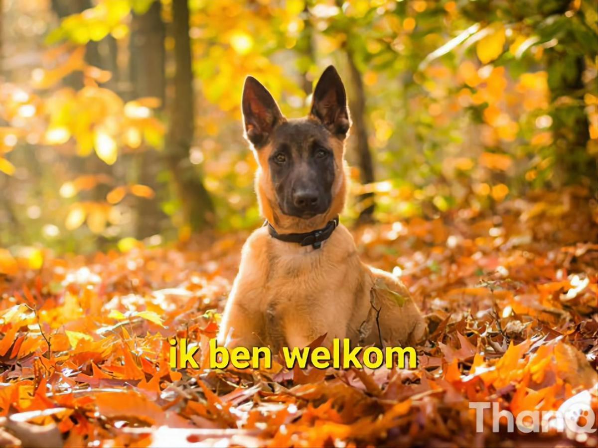 Leuk Chalet Te Huur In Putten, Honden Van Harte Welkom, Alleen Voor Recreatie Villa Esterno foto
